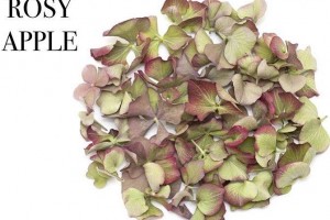 Biodegradable Autumn Petals.