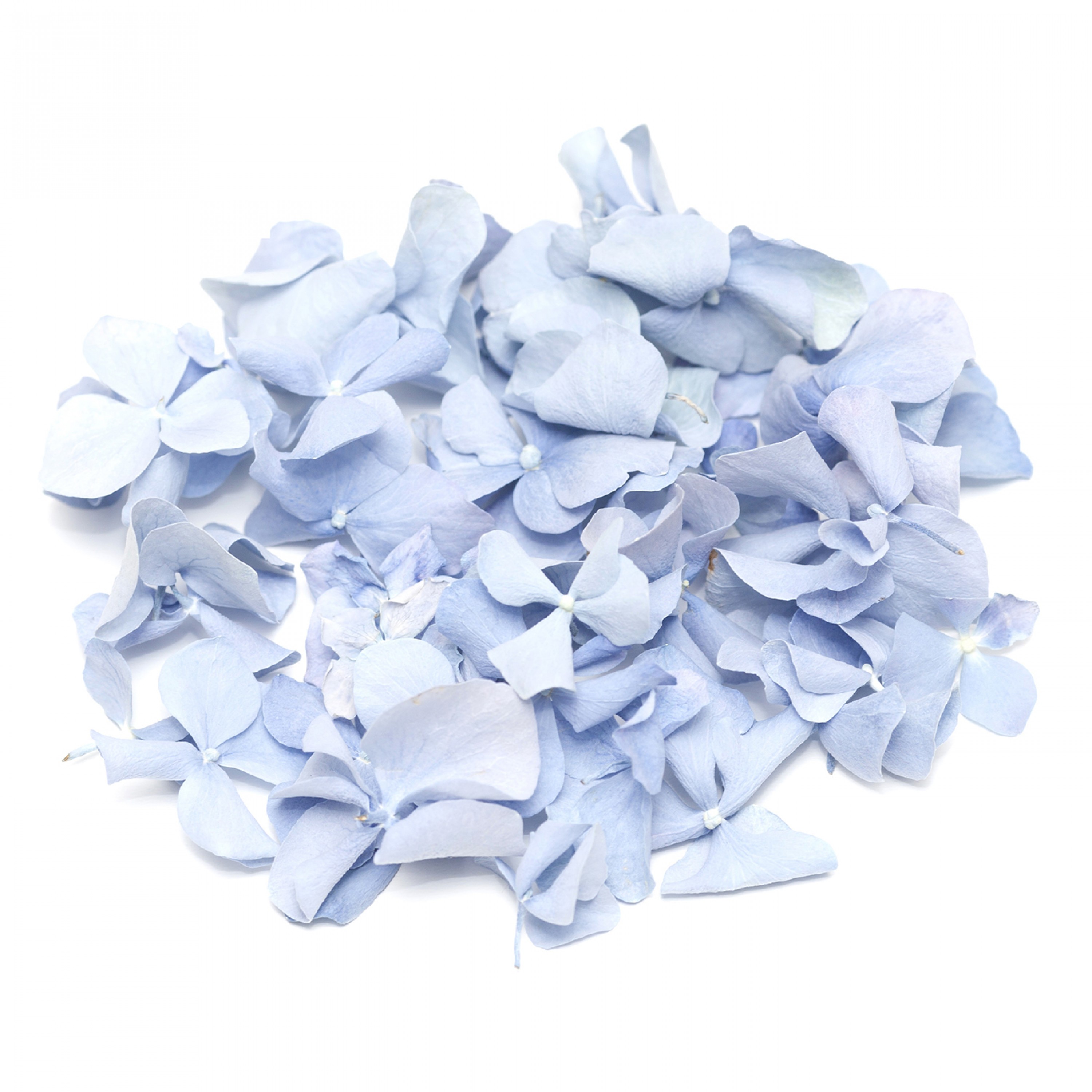 Light Blue Hydrangea Petals