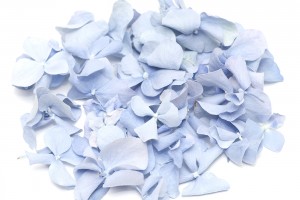 Ocean Blue Hydrangea Petals