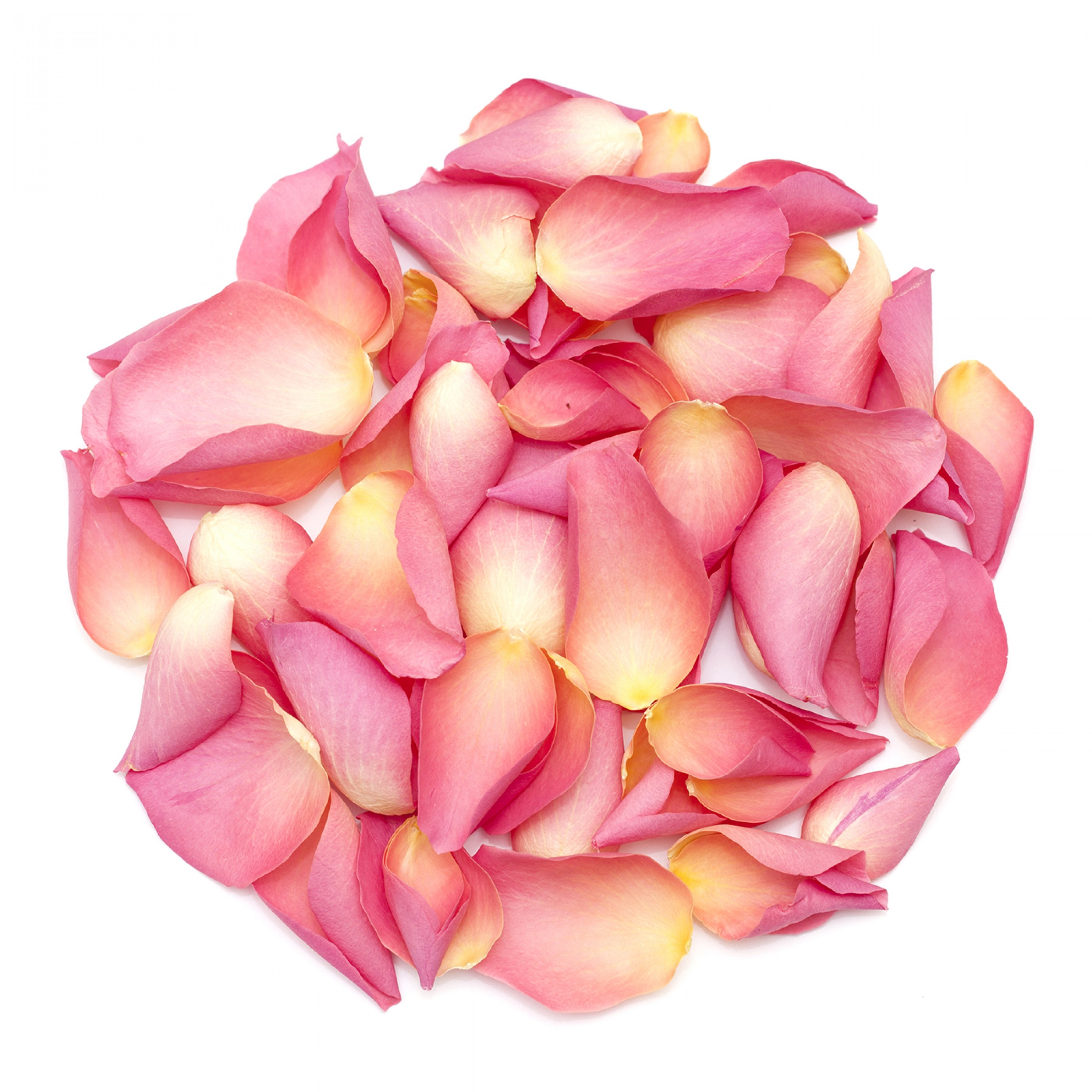 Pretty in Pink Rose Petals