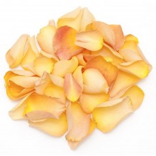 Peach Bellini Rose Petals